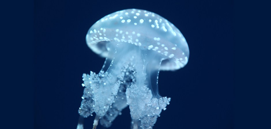 jelly fish